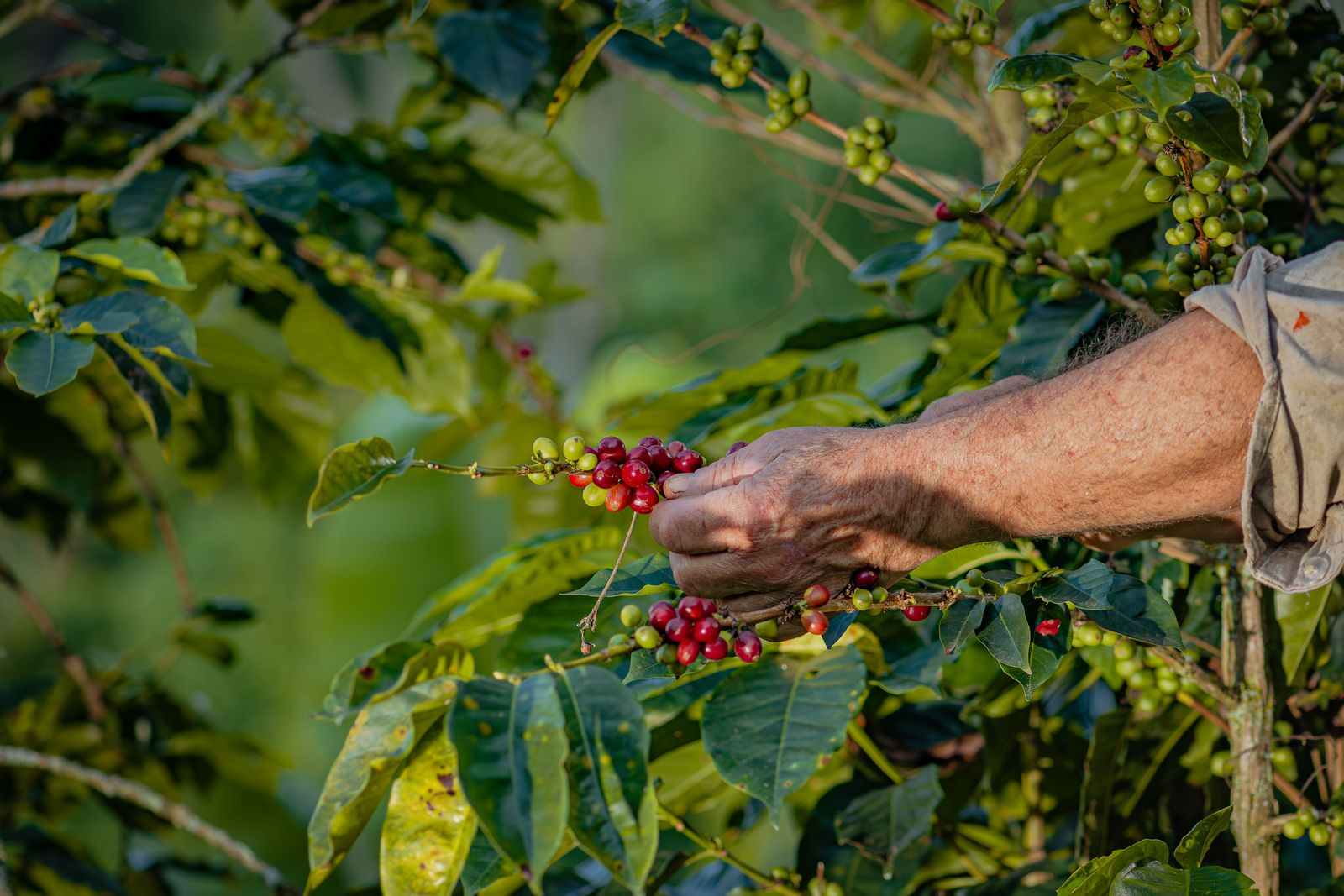 Recolección de café a mano